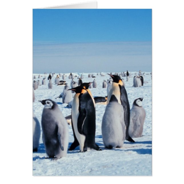 Cartão Recolha de pinguins (Frente)