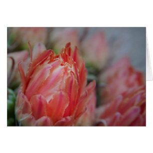 Cartão Recompensa de Summers Tardio