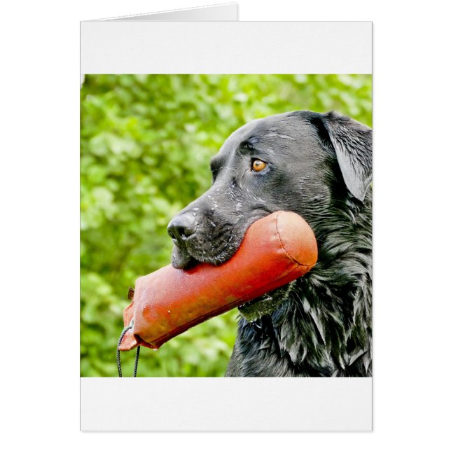 Cartão recuperação de laboratório preto (Frente)