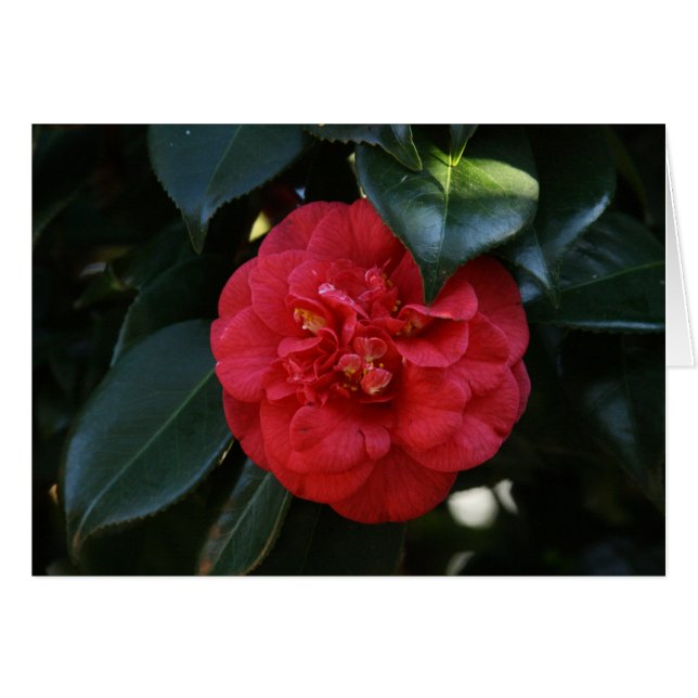 Cartão "Red Camellia # 1" (Frente Horizontal)