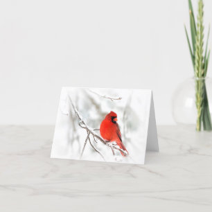 Cartão Red Cardinal (Note Cards)