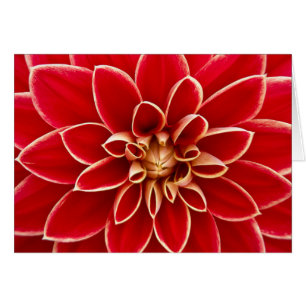 Cartão Red Dahlia