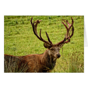 Cartão Red Deer Stag