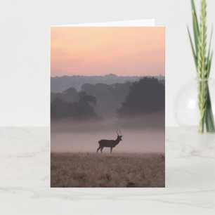 Cartão Red Deer Stag at Dawn - Greeting Card