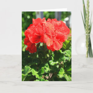 Cartão Red Geranium Flower Greeting Card,Note Card