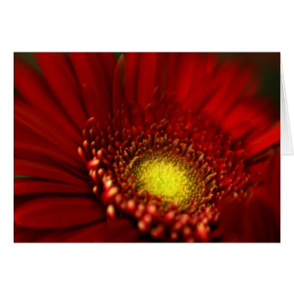 Cartão Red Gerbera Daisy