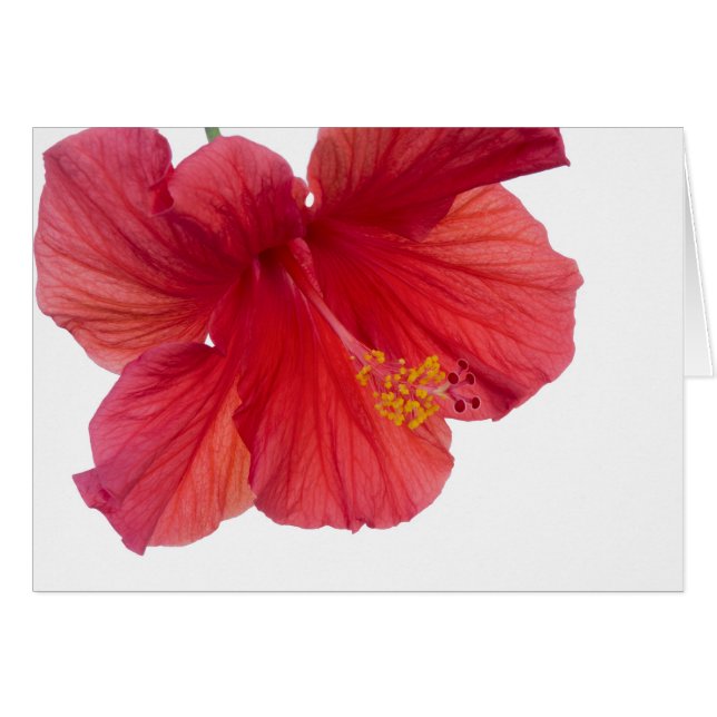 Cartão Red Hibiscus (Frente Horizontal)