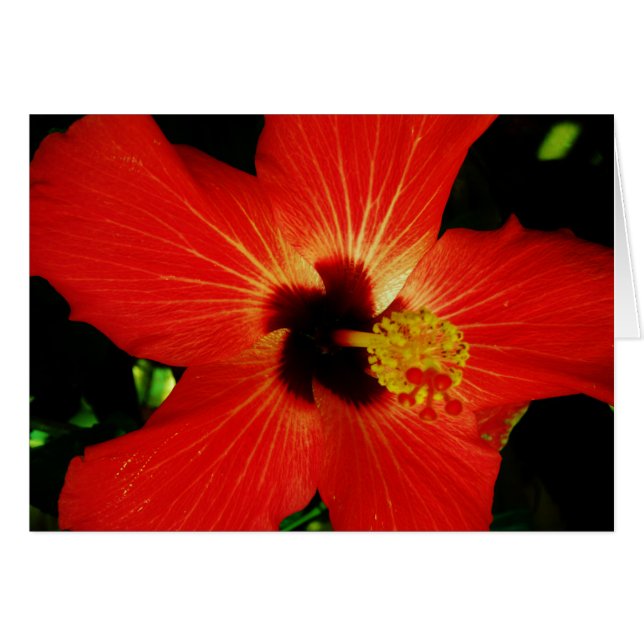 Cartão Red Hibiscus (Frente Horizontal)