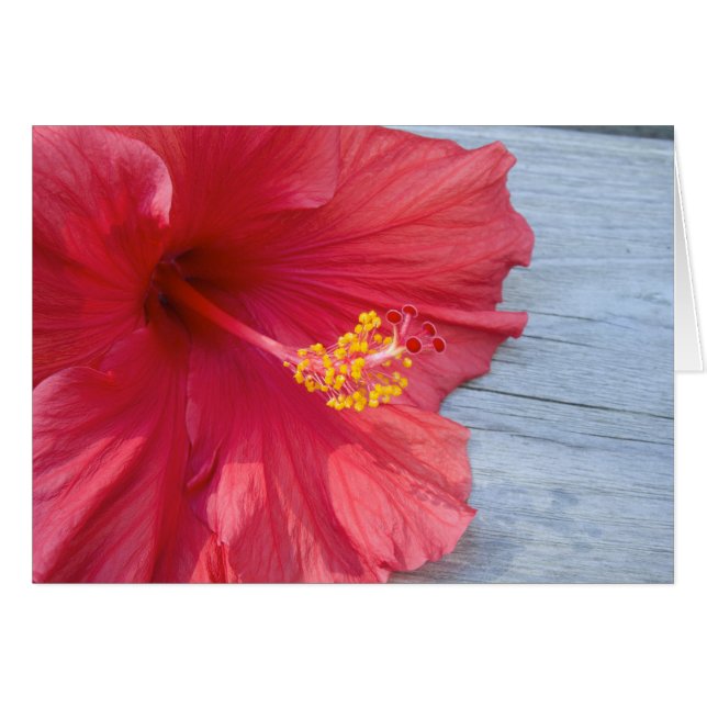Cartão Red Hibiscus Bloom (Frente horizontal)