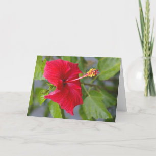 Cartão Red Hibiscus em relevo, Flor de Louise