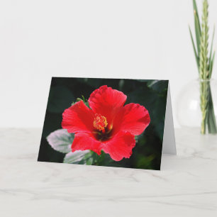 Cartão Red Hot Hibiscus Happy Birthday
