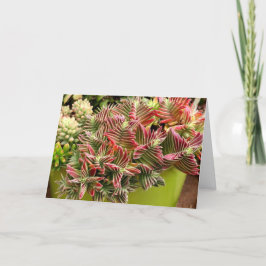 Cartão Red Pagoda Succulent por Debra Lee Baldwin