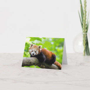 Cartão Red Panda