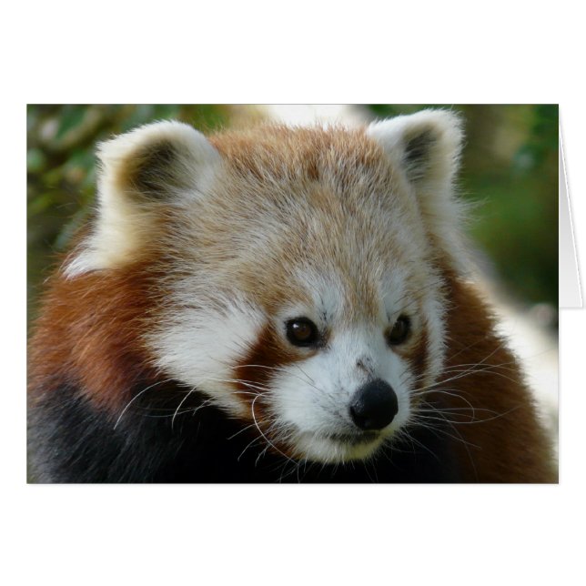 Cartão Red Panda (Frente Horizontal)