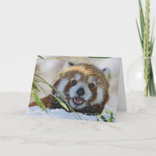 Cartão Red Panda