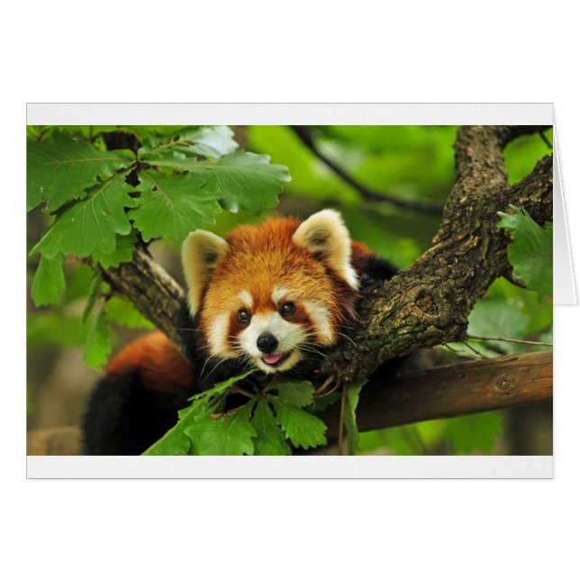 Cartão Red Panda Cub (Frente Horizontal)