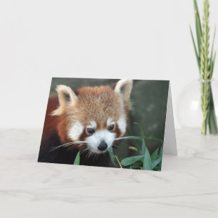 Cartão Red Panda, Taronga Zoo, Sydney, Australia
