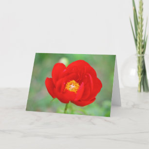 Cartão Red Peony Flower