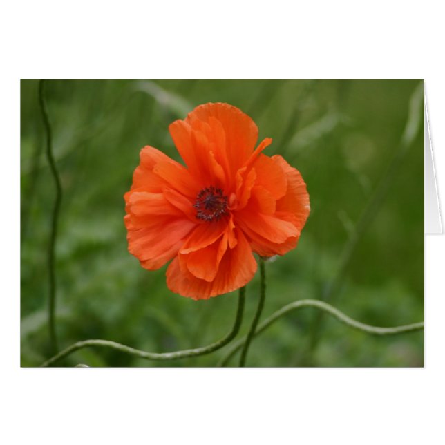 Cartão Red Poppy (Frente Horizontal)