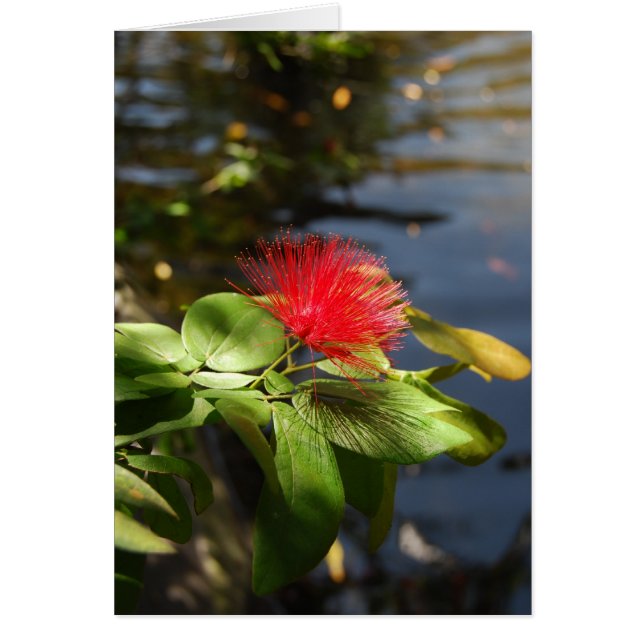 Cartão Red Puff (Frente)