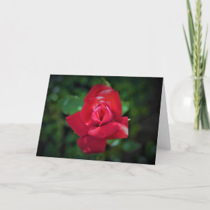 Cartão Red Rose, card