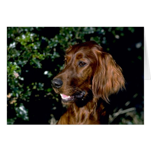 Cartão Red Setter (Frente Horizontal)