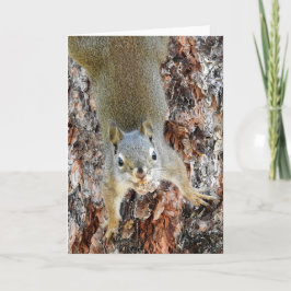 Cartão Red Squirrel Notecard
