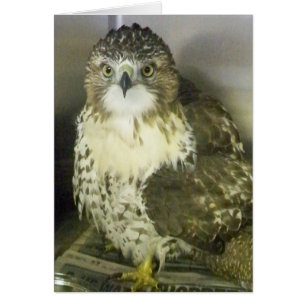 Cartão Red Tailed Hawk