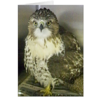 Cartão Red Tailed Hawk