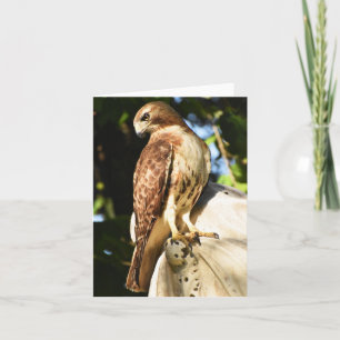 Cartão Red-tailed Hawk #1 - Blank Note Card