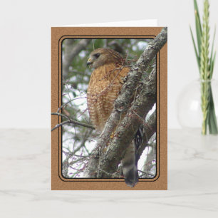 Cartão Red Tailed Hawk Greeting Card