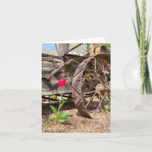 Cartão Red Tulip e Old Wagon Obrigado