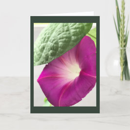 Cartão Red-Violet Morning Glory Blank