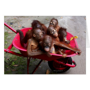 Cartão Red Wheelbarrow Orangutan Babies