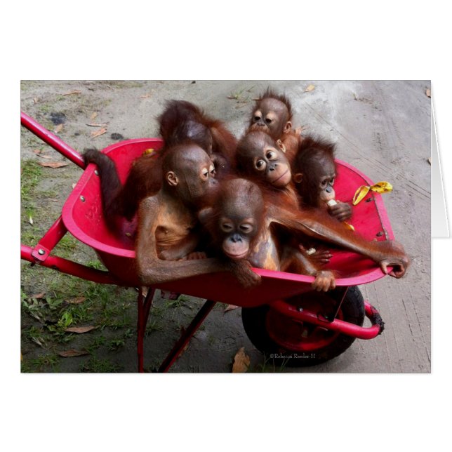 Cartão Red Wheelbarrow Orangutan Babies (Frente Horizontal)