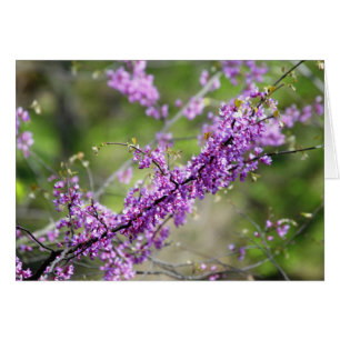 Cartão Redbud