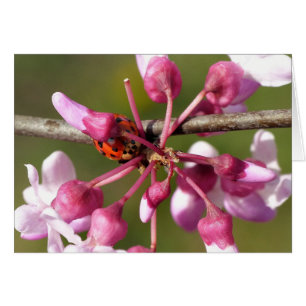 Cartão Redbud de florescência com joaninha