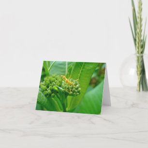 Cartão Reduviid Assassin Bug Note Card