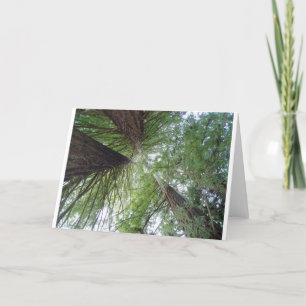 Cartão Redwoods Greeting Card