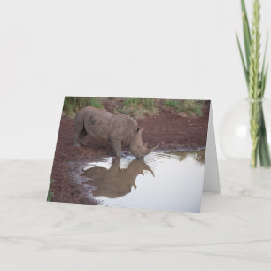 Cartão Reflections: Rhino Postcard