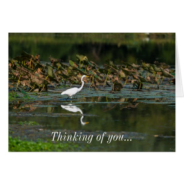 Cartão Reflexão White Egret Pensando Em Você (Frente horizontal)
