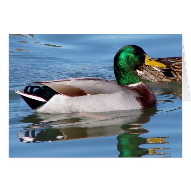 Cartão Reflexões (Frente Horizontal)