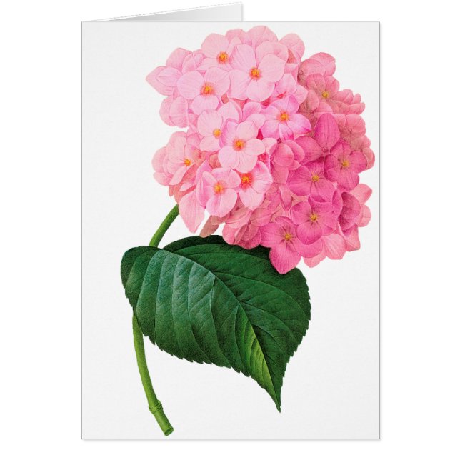 Cartão Refúgio de Hydrangea Rosa (Frente)