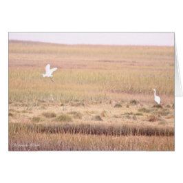 Cartão Refúgio sobre a vida selvagem no rio Parker: Ilha