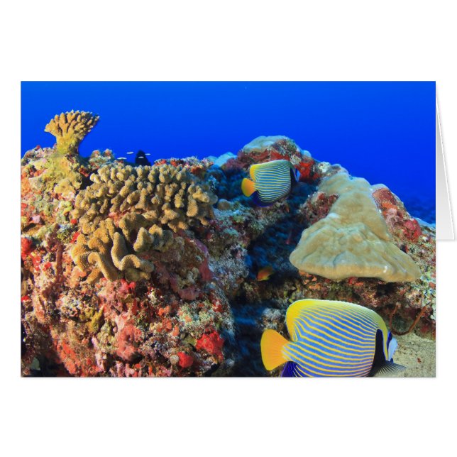 Cartão Regal Angelfish Pygoplites diacanthus), (Frente Horizontal)