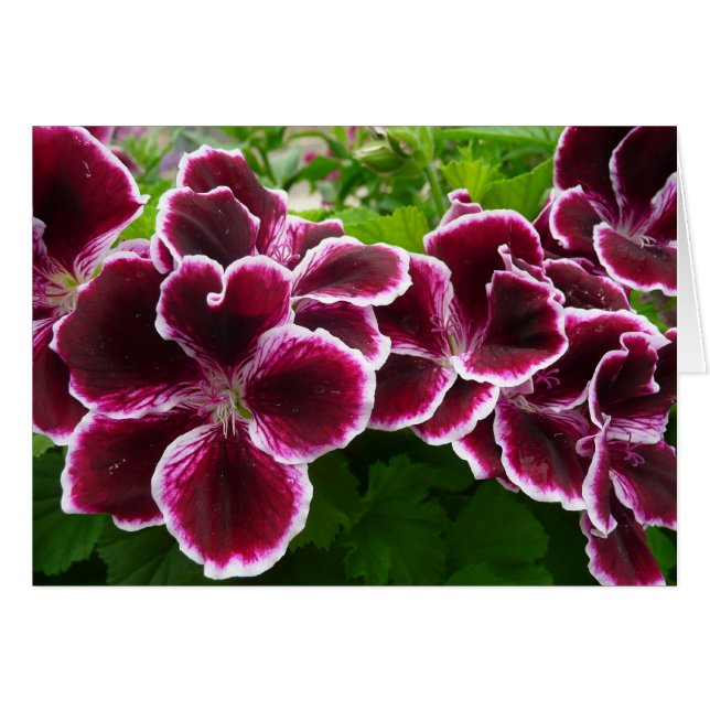 Cartão Regal Geranium Flores Elegantes Maroon Floral (Frente Horizontal)