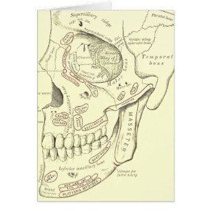 Cartão Região de Anterolateral da anatomia do vintage do