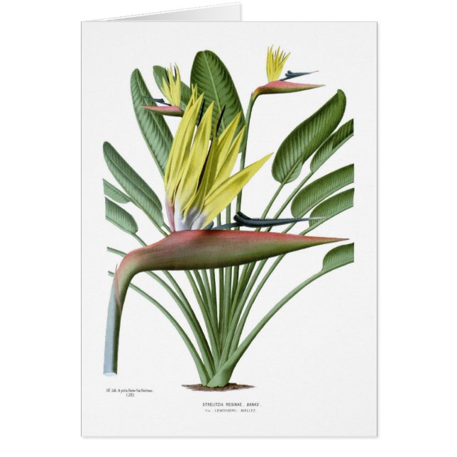 Cartão Reginae do Strelitzia (Frente)