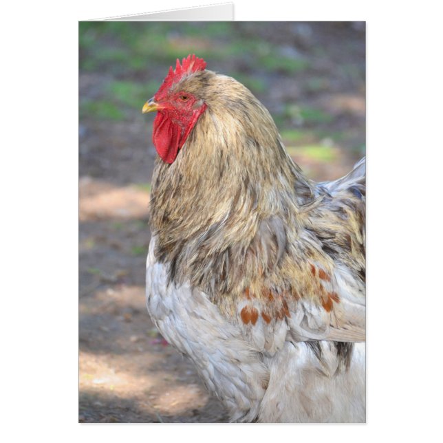 Cartão Rei Da Raiz (Frente)