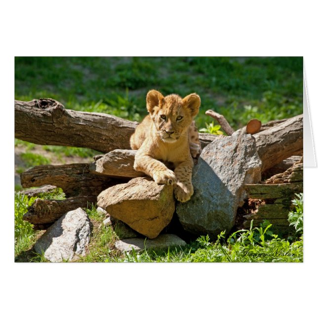 Cartão Rei da Selva (Frente Horizontal)